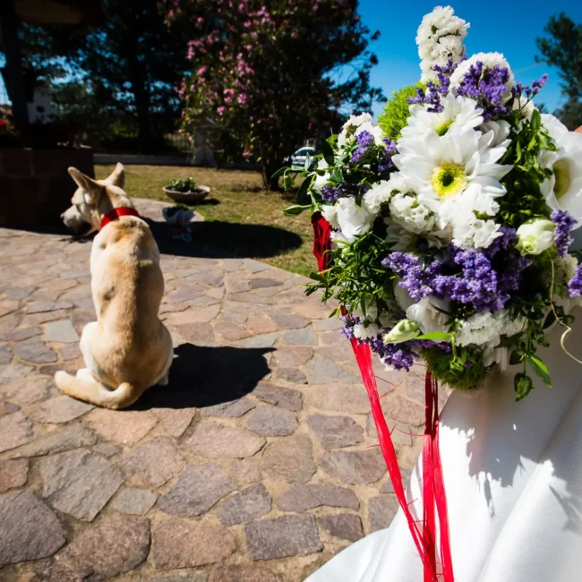 Foto matrimoniale di un reportage di matrimonio che mostra un cane con un collare rosso seduto su un sentiero di pietre, con un bouquet di fiori bianchi e viola decorato con un nastro rosso in primo piano, in un contesto di giardino con alberi e cielo azzurro.