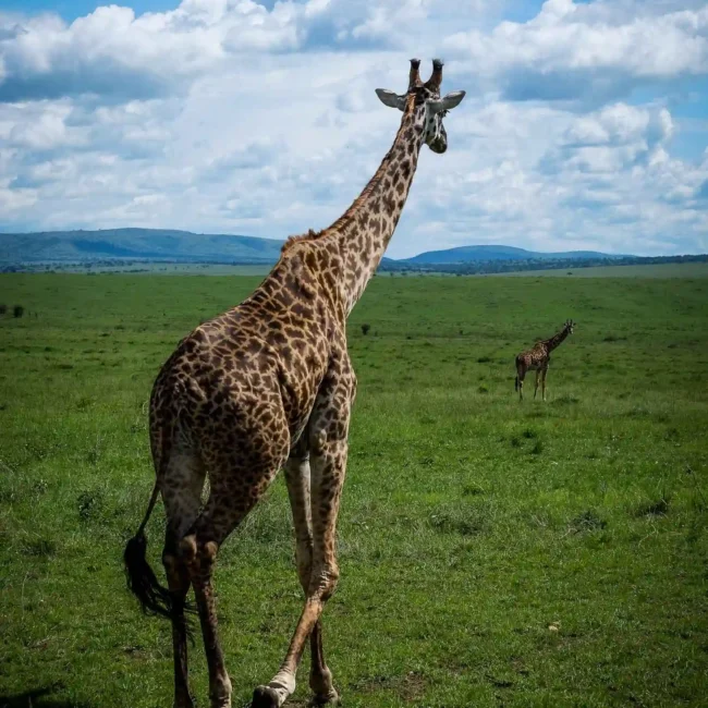 Una giraffa che cammina in un vasto paesaggio erboso sotto un cielo azzurro con nuvole, ideale per viaggi per fotografi in cerca di panorami naturali.