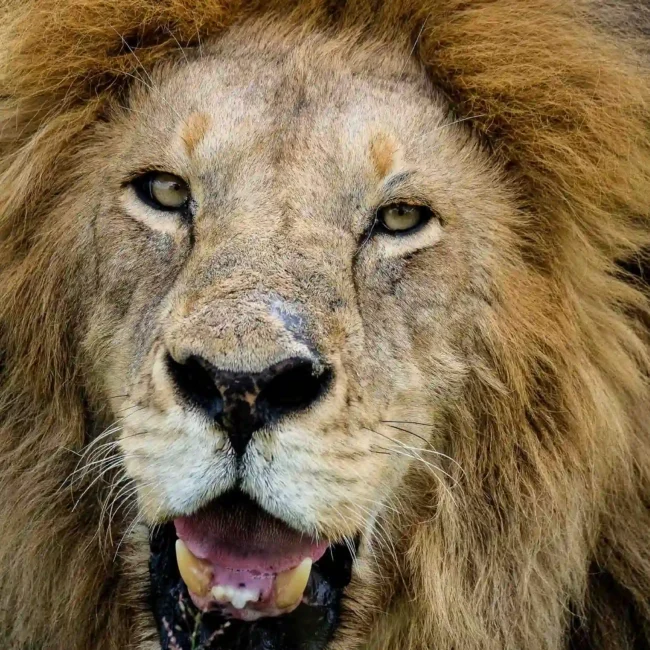 Un leone con la bocca aperta che ruggisce, immerso in un ambiente verde, un'occasione unica per viaggi per fotografi di animali selvatici.